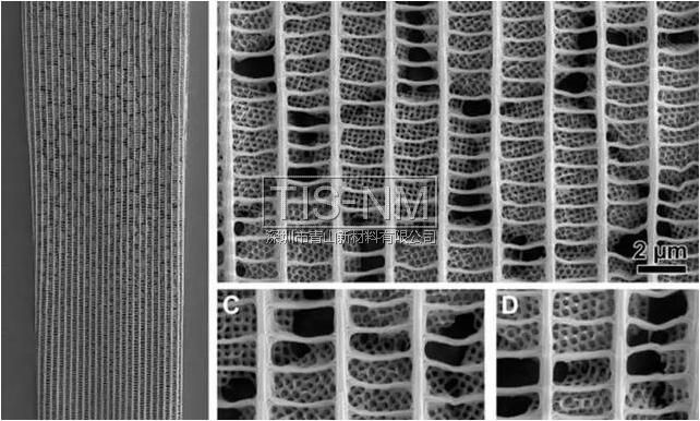 蝴蝶翅膀复杂的狭缝（来源：Science Advances / Wilts等）