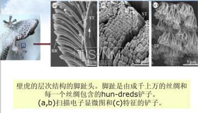 壁虎脚趾微观结构