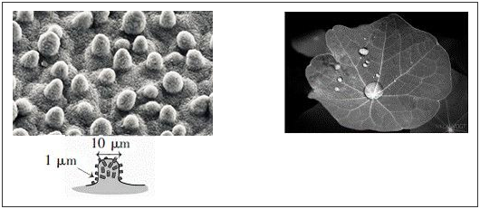 荷叶表面的微观结构及超疏水效果