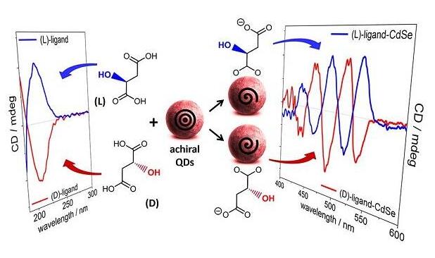 手性无巯基羧酸功能化CdSe量子点：解密配体诱导手性的结构要求