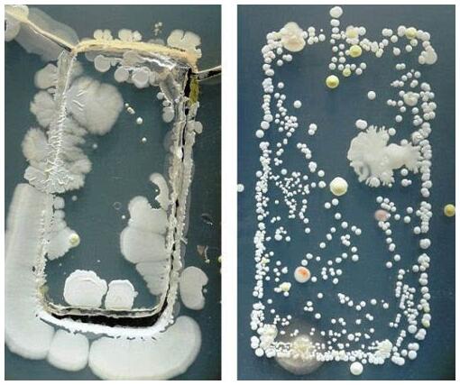 手机表面细菌